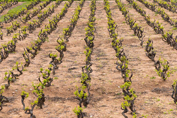 Spring vineyards near Julienas in Beaujolais, Burgundy, France
