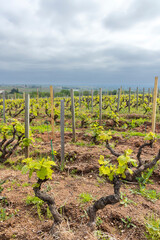 Spring vineyards near Julienas in Beaujolais, Burgundy, France