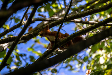 Petit écureuil dans un arbre