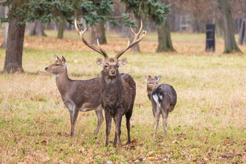 Sika deer - Cervus nippon, doe and mouflon in meadow and forest. Photo from wild nature