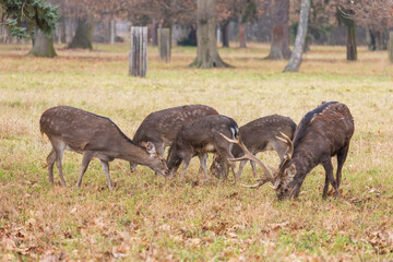Sika deer - Cervus nippon, doe and mouflon in meadow and forest. Photo from wild nature