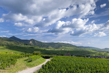 Typical vineyard near Hunawihr near Ribeauville Riquewihr, Haut-Rhin, Region Grand Est, Alsace,...