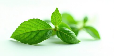 Fototapeta premium Dark green leafy plant isolated on white background, herb, herbaceae, garden