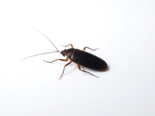Isolated cockroach on a white surface with subtle gradient effect, insects, background, texture