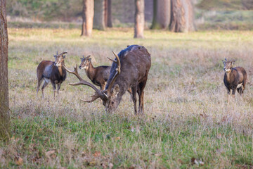 Sika deer - Cervus nippon, doe and mouflon in meadow and forest. Photo from wild nature