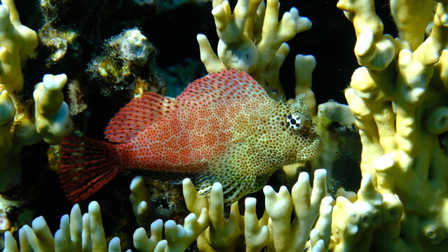 Leopard blenny or shortbodied blenny (Exallias brevis) undersea, Red Sea, Egypt, Sharm El Sheikh, Montazah Bay