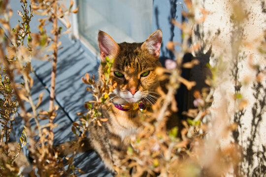 A tabby cat with green eyes sits among dry foliage near a window, basking in golden sunlight. Its curious expression, vibrant fur, and natural surroundings create a peaceful and rustic outdoor scene.