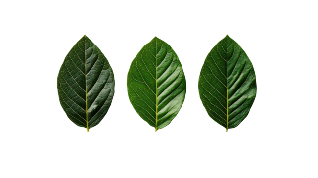 Fresh green leaves in row, showcasing different textures and shades