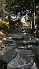 a photo of a hiking trail made of large stones that runs through a dense coniferous forest in the fall