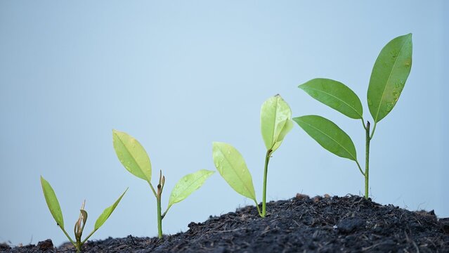 Strategic planning for business growth watering and planting stages of success in management vision slow motion insights in nature's environment