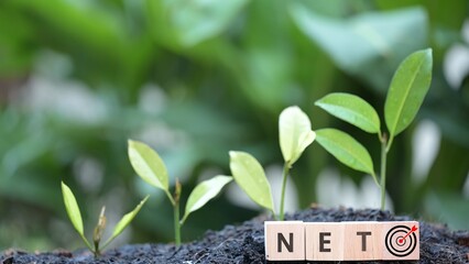 Net Zero Strategic planning for business growth watering and planting stages in a natural...