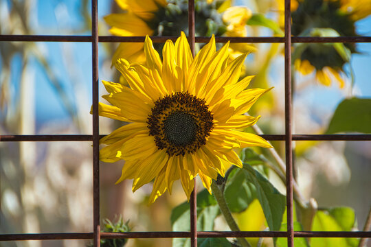 A vibrant yellow sunflower framed by a rustic metal fence, glowing in warm sunlight with a blurred natural background. Ideal for concepts of resilience, beauty, growth, nature, and rural charm.