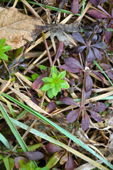 close up of grass