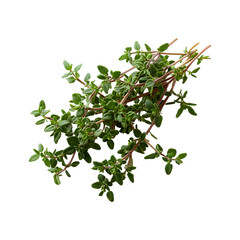 Thyme Caramel Leaves Isolated on Transparent Background