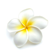 plumeria flower isolated on white background.
