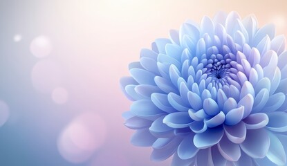Obraz premium Close up view of a light blue chrysanthemum flower against a soft, blurred pastel background. Soft lighting enhances the delicate petals and subtle