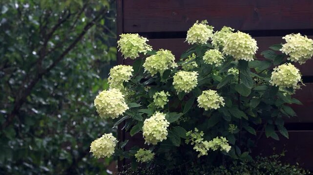 summer rain on white flower Hydrangea
