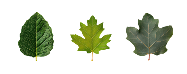 Three distinct leaf shapes showcasing vibrant green colors and textures
