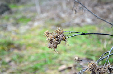 yellow dry weed, burdock close-up
