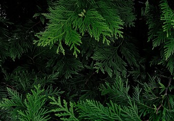 green macro background with thuja branches. Christmas background macro of Christmas tree