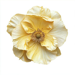 beautiful yellow flower with delicate petals and intricate details, showcasing nature elegance and charm. soft hues and textures evoke sense of tranquility and beauty