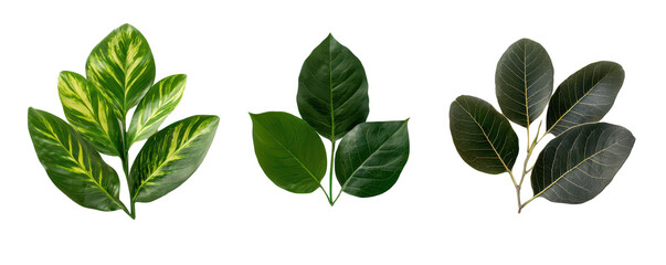 Fototapeta premium Lush green leaves in various shapes and colors, perfect for decoration
