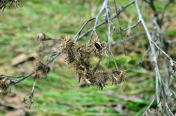 yellow dry weed, burdock close-up
