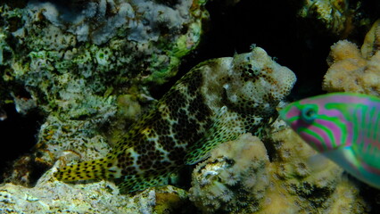 Leopard blenny or shortbodied blenny (Exallias brevis) undersea, Red Sea, Egypt, Sharm El Sheikh, Montazah Bay