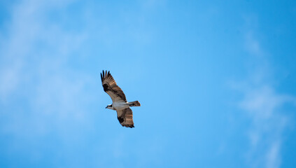 Osprey