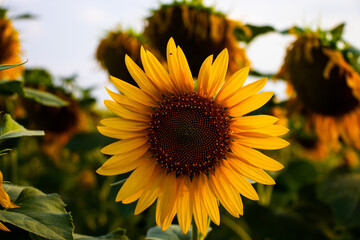 sunflower in the field