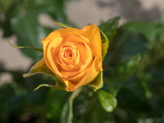 yellow rose in the garden