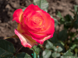 red roses in the garden