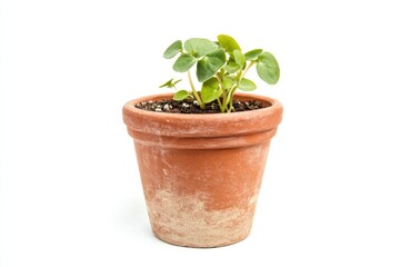 Obraz premium Phlebodium aureum thriving in a trendy terracotta pot against a clean white backdrop showcasing its vibrant green leaves