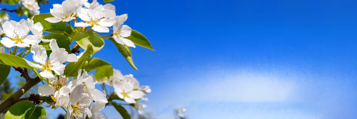 Blooming apple or pear against a clear blue sky. A branch of a tree with white delicate flowers. Spring bloom concept, banner, copy space, place for text