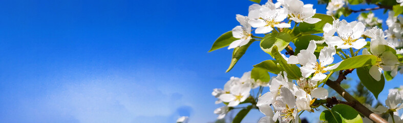Blooming apple or pear against a clear blue sky. A branch of a tree with white delicate flowers. Spring bloom concept, banner, copy space, place for text