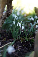Spring awakening in the morning. Gentle white, fresh snowdrop blossom in the sunny garden. Easter spring background