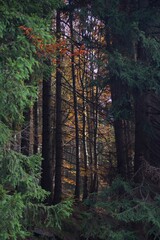 forest in autumn
