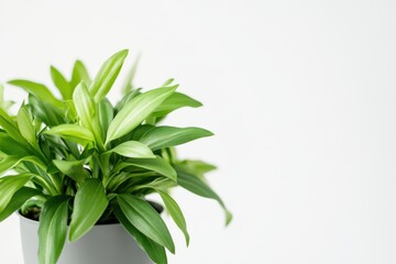 Obraz premium Vibrant orchidaceae epiphyticae elegantly displayed in a modern pot against a minimalist white background