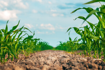 Low angle view of young maize crops in plantation field