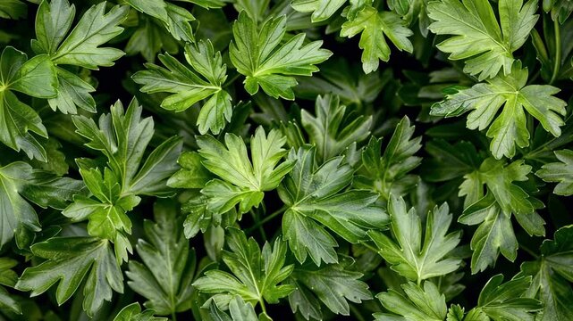 lush plants with green leaves footage