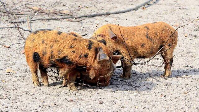 pig family kunekune resting and cuddling
