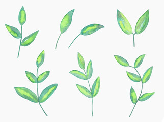 Watercolor Floral, watercolor blue green branches Illustration. Hand painted isolated on white background.