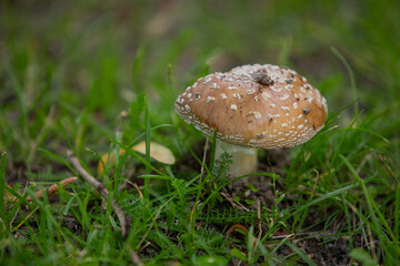 mushroom in the grass