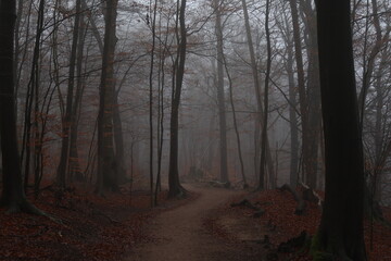 Obraz premium Nebeliger Herbstwald