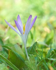 purple crocus flower