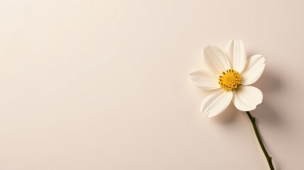 Obraz premium A single delicate off-white flower with a yellow center rests on a pale background, creating a minimalist and elegant composition.