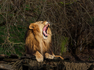 Roaring lion lying on the wood