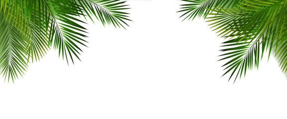 Fototapeta premium Palm Tree Branch And White Background
