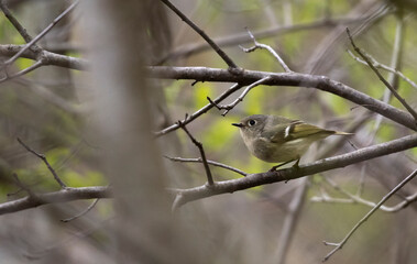 Ruby Crowned Kinglet