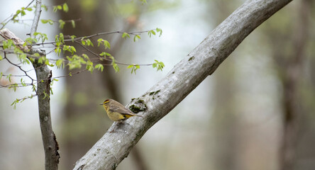 Palm Warbler